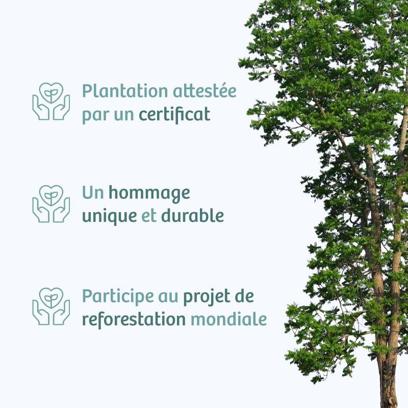 Planter un arbre en hommage à M. Denis LEBRASSEUR